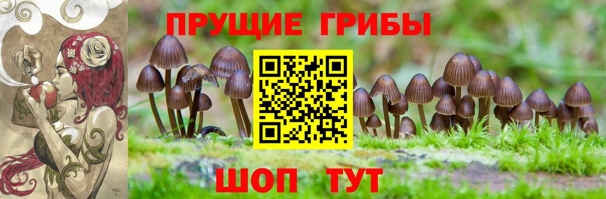 Гатчина  Псилоцибиновые грибы MAGIC MUSHROOMS  Псилоцибиновые грибы мухоморы  где можно купить наркотик  Вход с VPN 